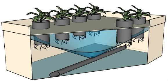 Aeroponics.jpg