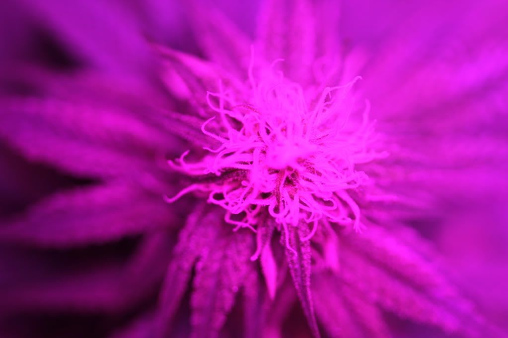 IMG_4244.jpg