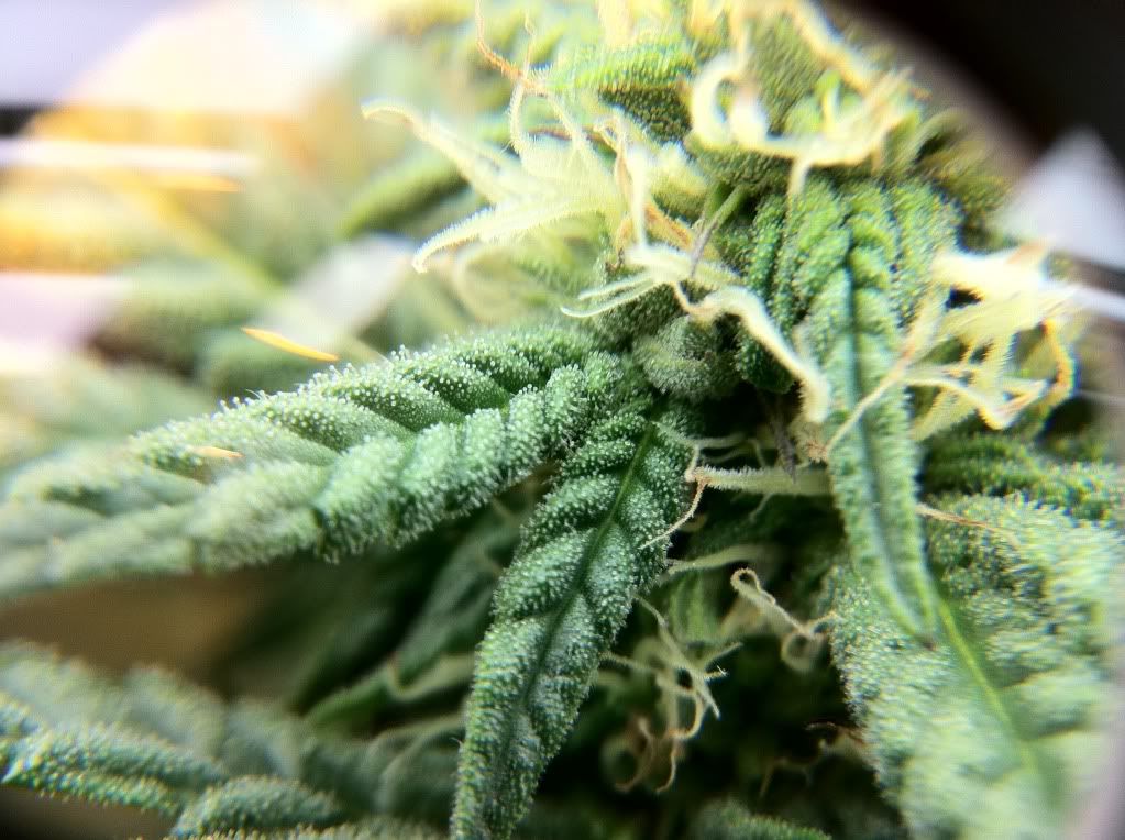 Day20PKTrichomes.jpg