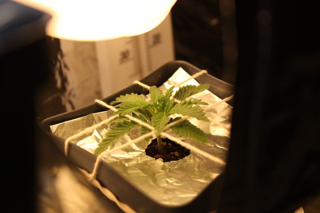 Seed1Day11.jpg