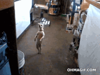 h0zQo.gif