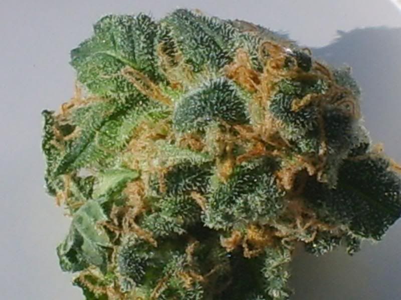 harvestpics2daysdried005.jpg