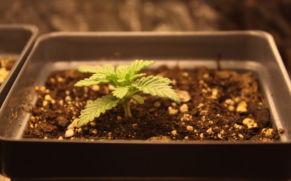 Seed3Day12.jpg