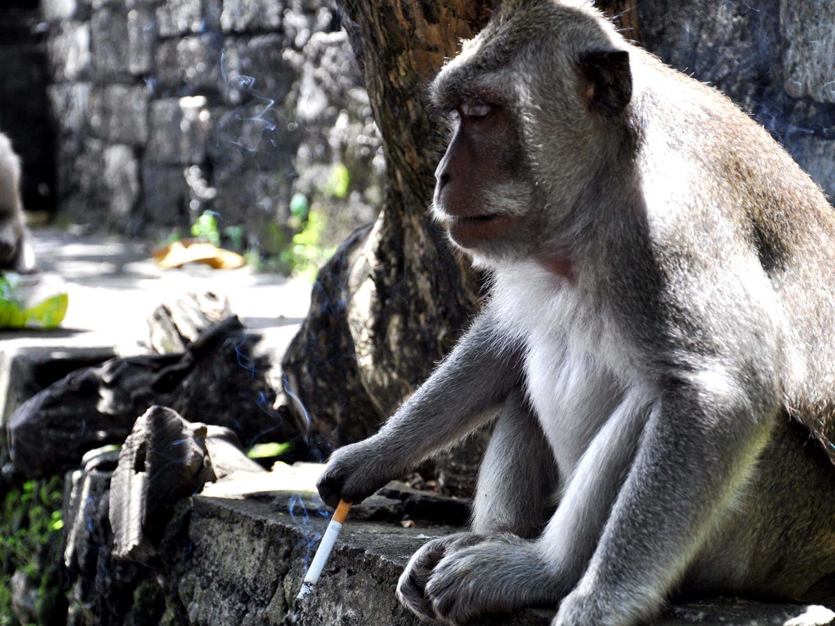 monkey-smoking-2.jpg