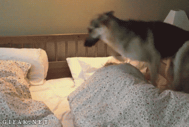 84212332.gif