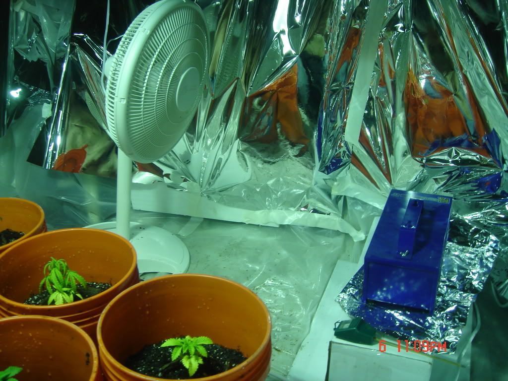 Weedsecondpictureseriese034.jpg