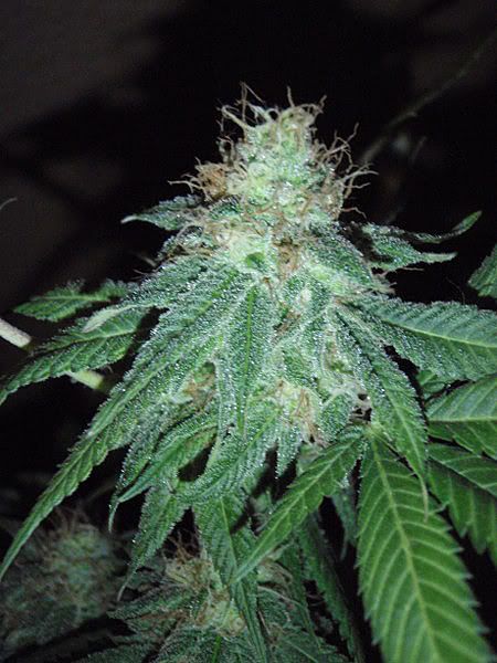 deeppurpleweek75_450x600.jpg