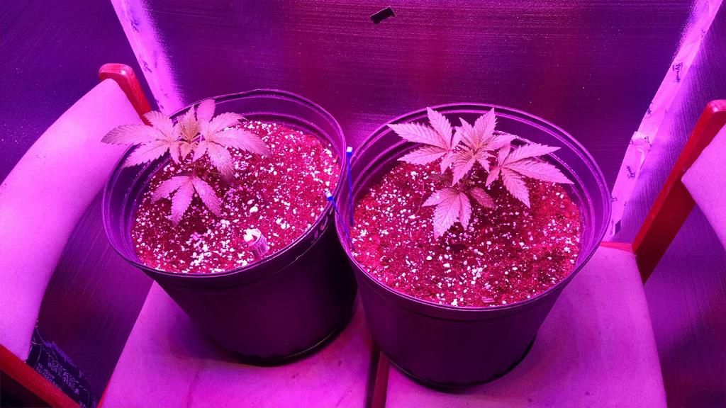 15days%20starbud-gth_zpsur8kn76l.jpg