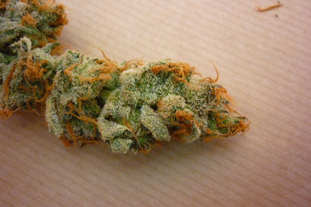 orangebud7.jpg