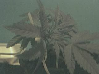 lstedplant.jpg