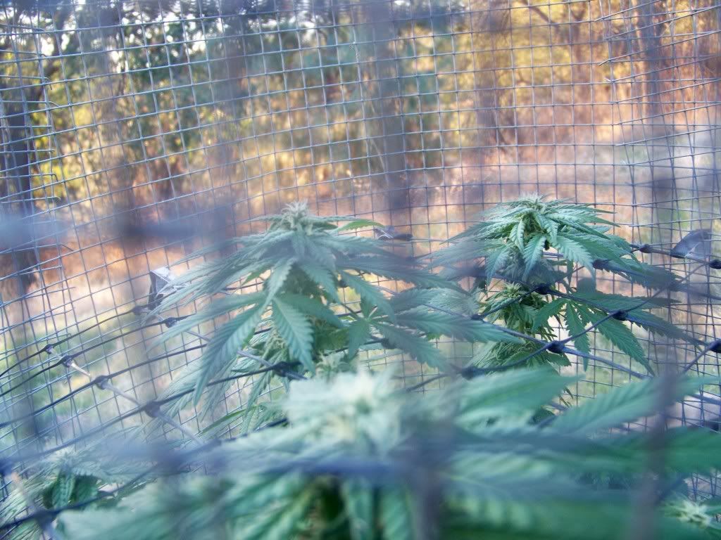 budz002.jpg
