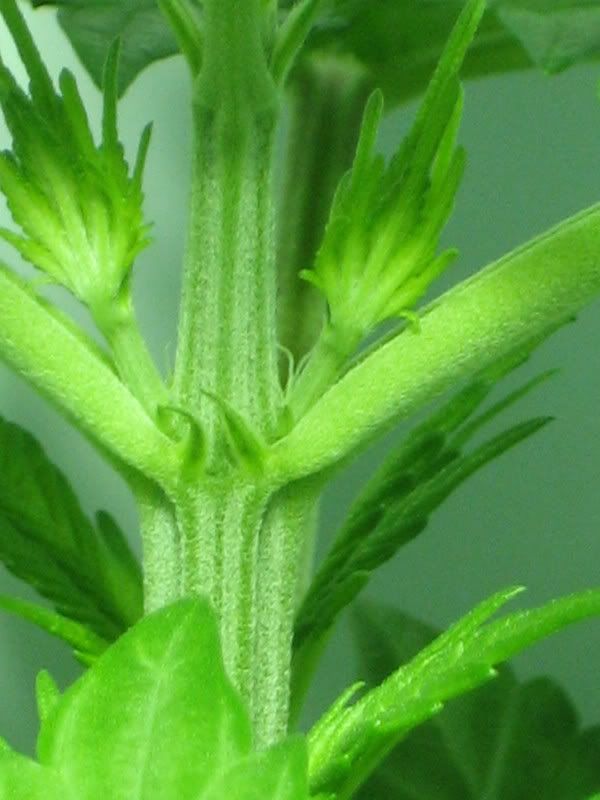 FRUITS044.jpg