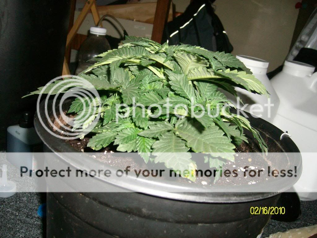 Day21-Week3-Day1Flowering2.jpg