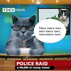 1239023409_cat-news.gif