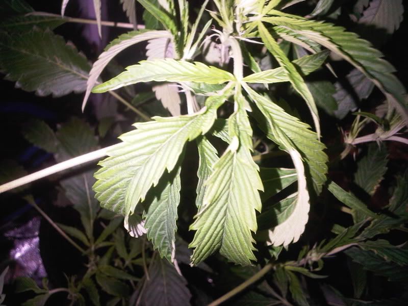 IMG00062-20110115-1459-1.jpg