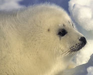 a9920i0_Harpseal-185.jpg