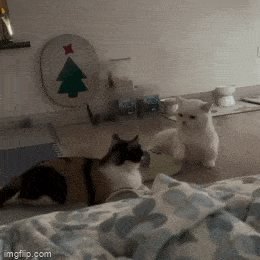 1686024713_8.gif