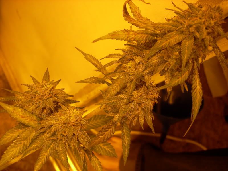 plantpics016.jpg
