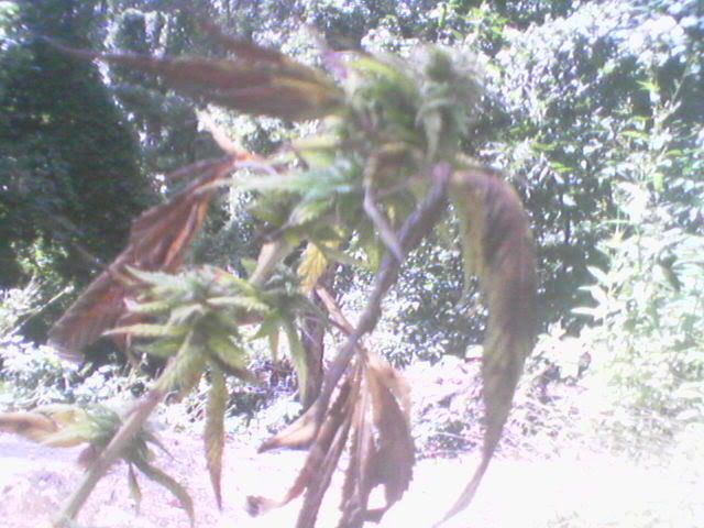Picture053.jpg
