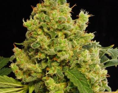 dinafem-blue-hash-seeds-511934-2.jpg