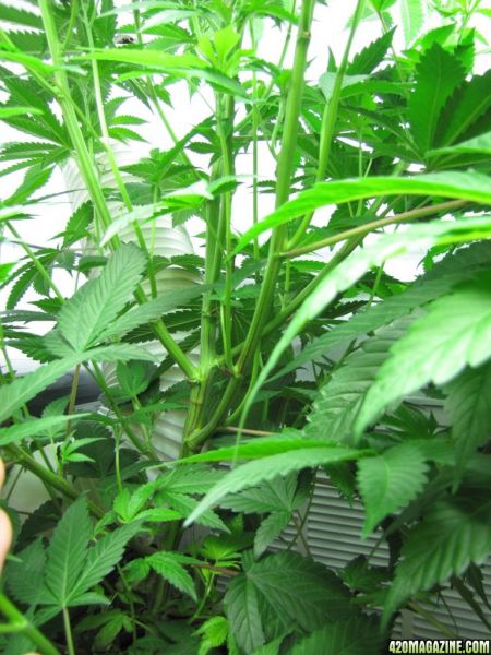 bubba_stem.jpg