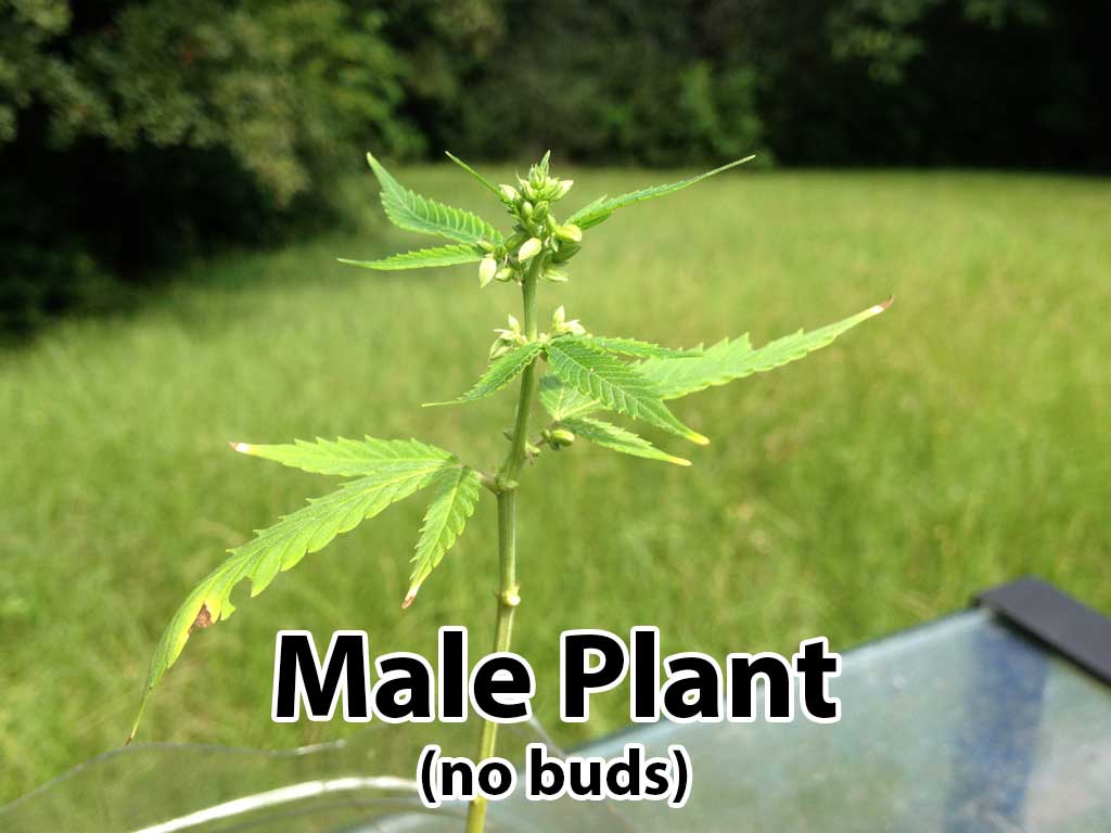 male-flowering-plant.jpg