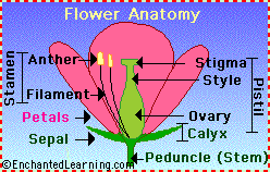 Floweranatomy.GIF
