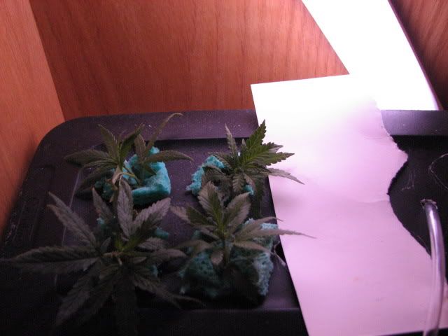 Picture004.jpg