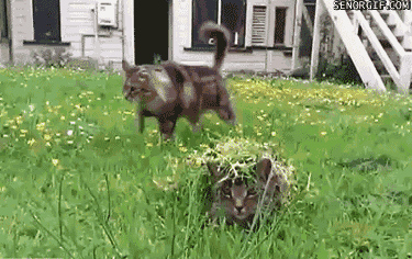 c1CVUoPiIWoOk.gif