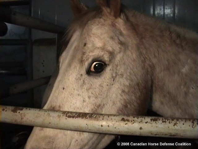 tntscaredhorse1.jpg