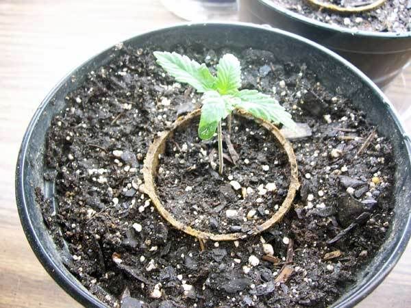 hashberry007.jpg