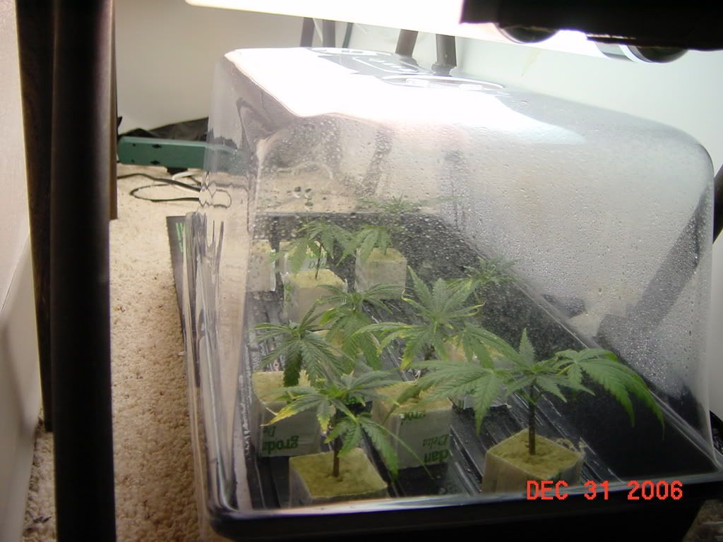 DSC00003-3.jpg
