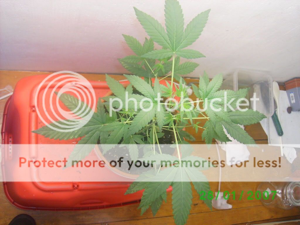 myplant003.jpg