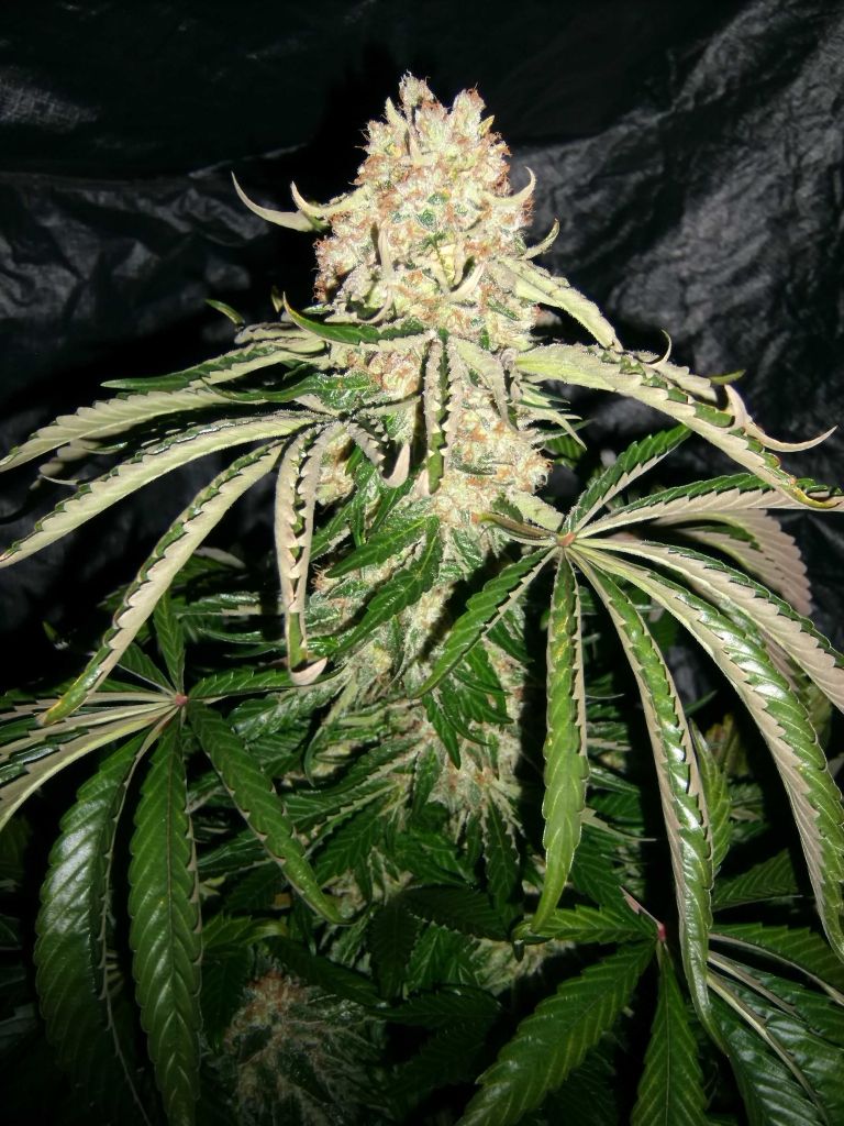 bcf57e43.jpg