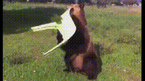 q2L7pFB.gif