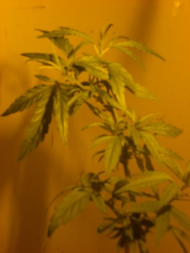 CIMG0258.jpg