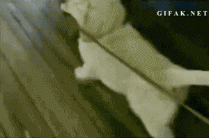 RQLttDI.gif