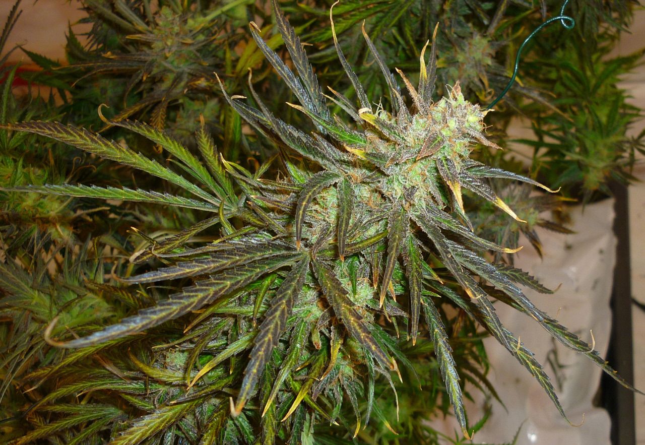 jamaican5.jpg