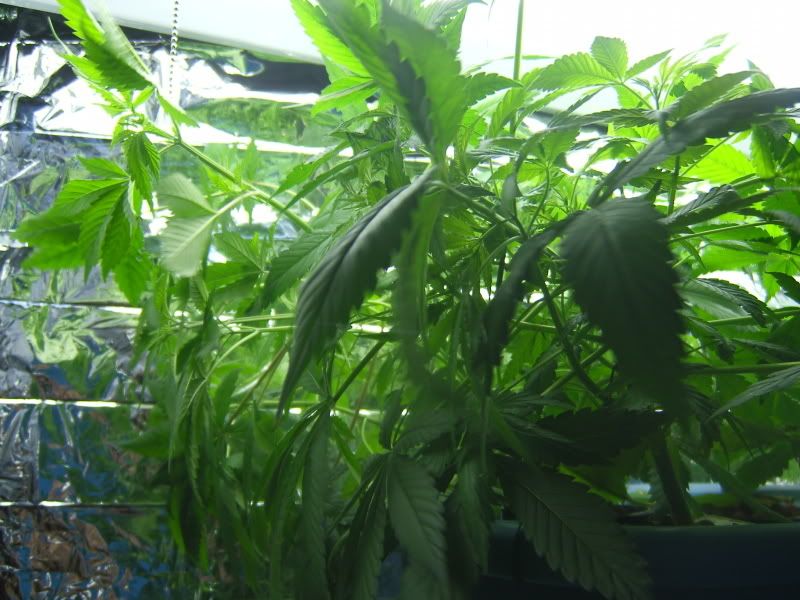 DCAM0074.jpg