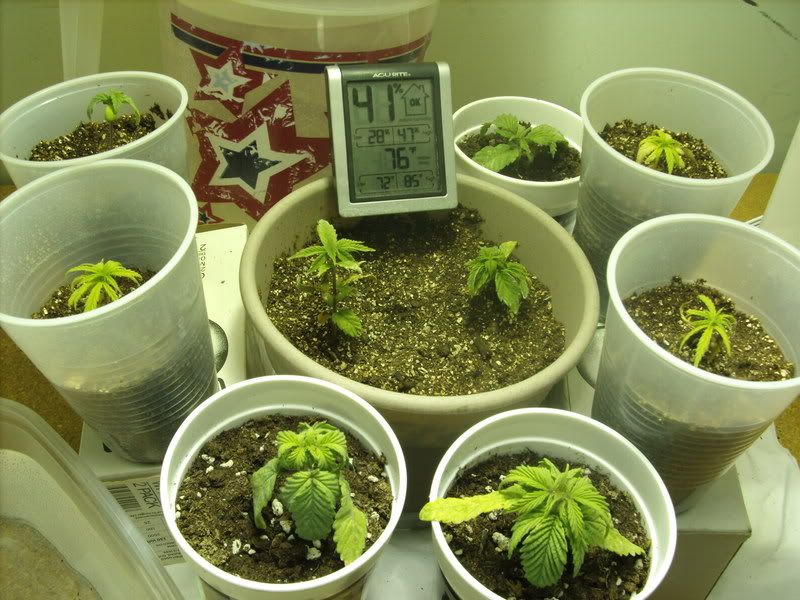 plants2001.jpg