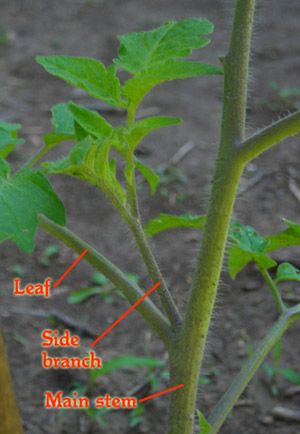 sidebranch.jpg