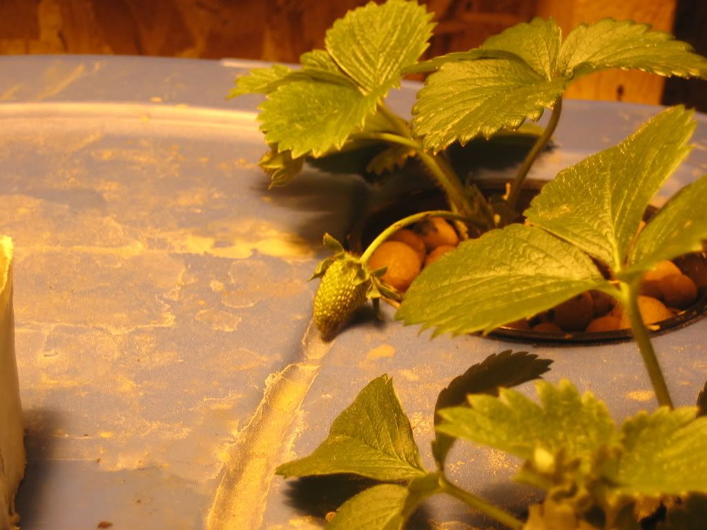 IMG_0971.jpg