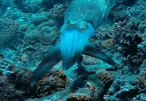 8cxFCuw.gif