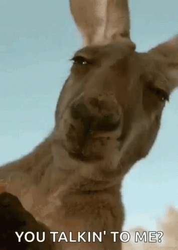 you-talking-to-me-kangaroo.gif