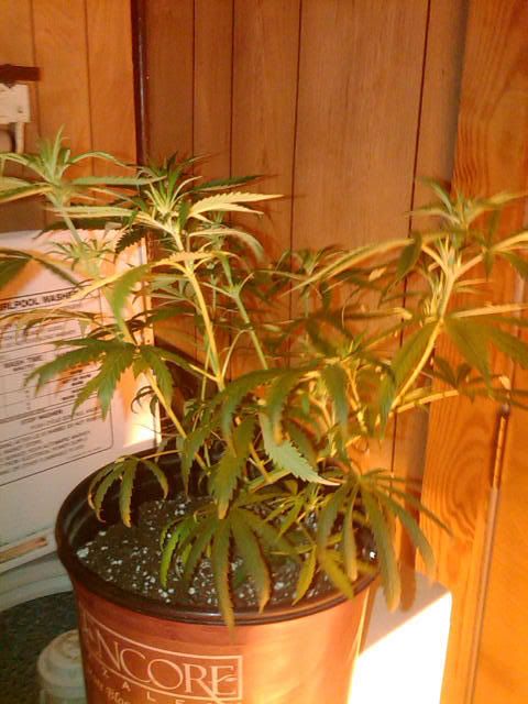 IMG00403-20110705-1927.jpg