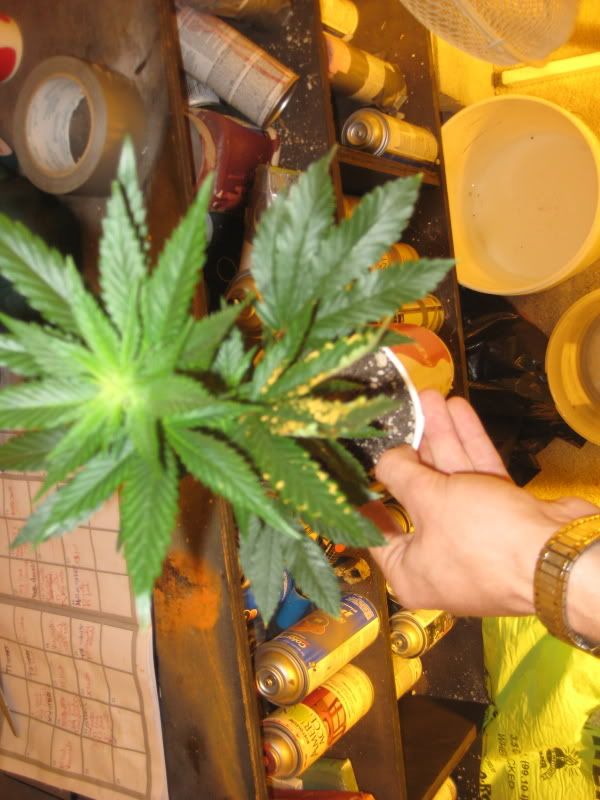 plants351.jpg