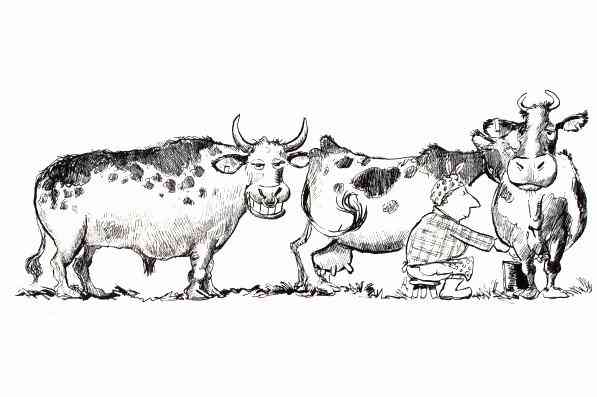 bull.jpg