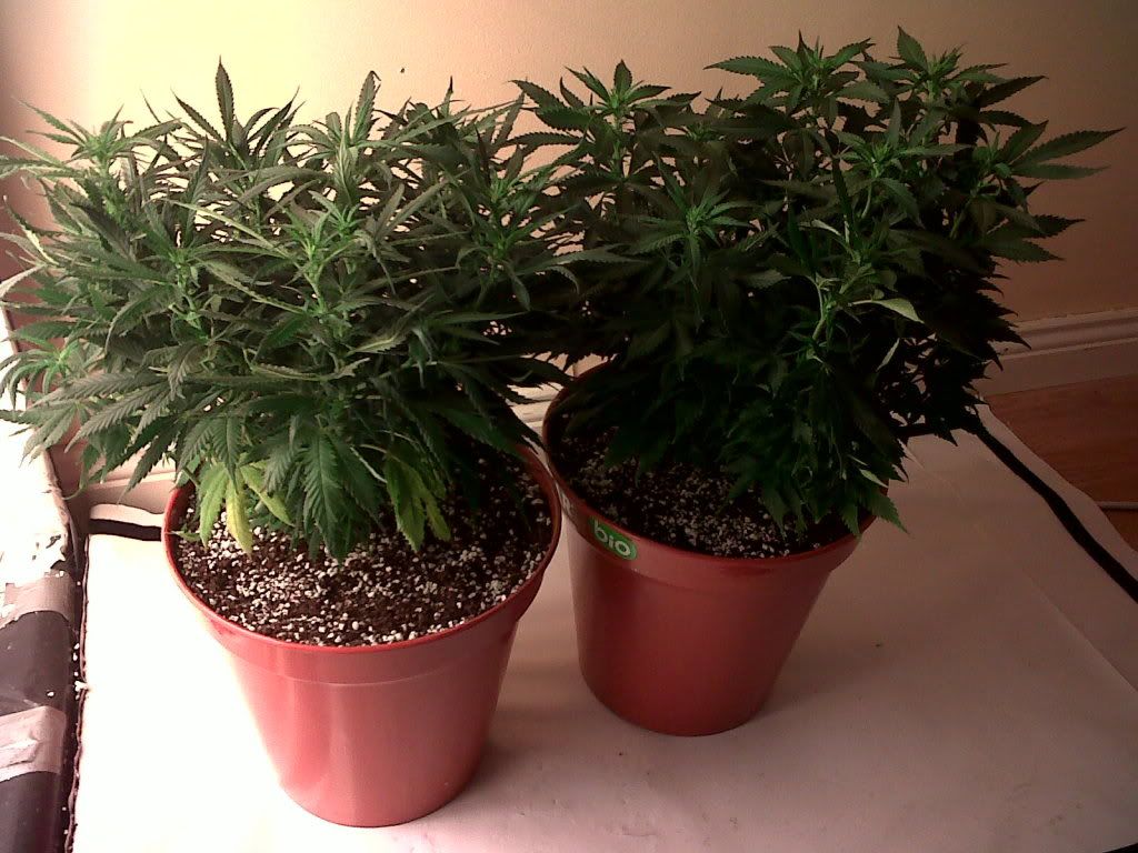 IMG00020-20110505-1633.jpg