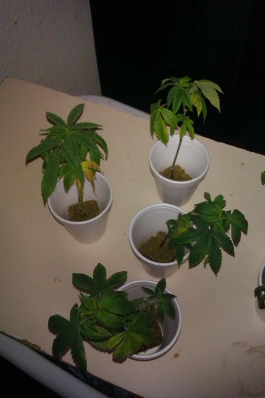 IMAG0035.jpg
