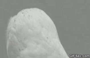 gifs_14.gif